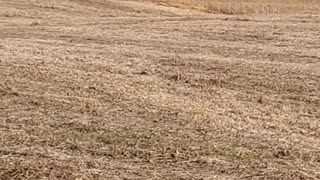 soybean Harvest 2021, John Deere 9500 eating beans