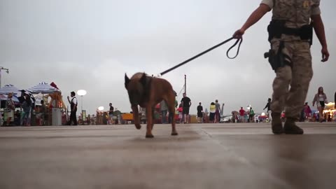 PMO Marines Prove Why K9's Make the Best Teammates