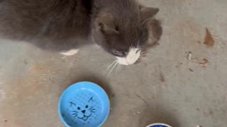 Benji the Stray Cat's Meow Sounds Like an Angry Grandpa