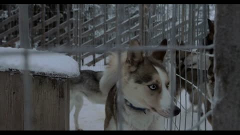 Winter shot of alarmed husky dogs in neighboring cages barking