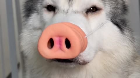 The dog was put on a toy by its owner and turned into the legendary Husky pig