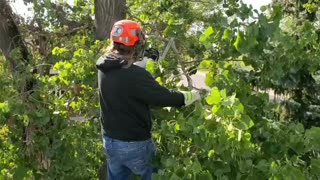 Trimming tree branches