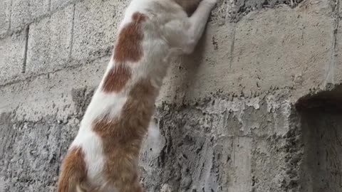 CUT FUNNY A cat smells a bird's nest in the wall