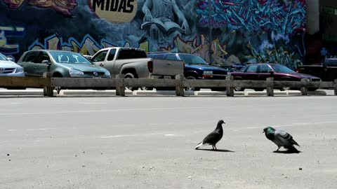 Male Pigeon Trying To Mate In A Parking Lot