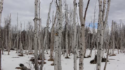 Birch Forest Trekking in Fairbanks, Alaska in May 2023 [알래스카 오로라 빙하 디날리국립공원 북극권 여행]