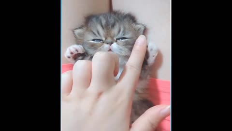 Cute and funny cats compilation