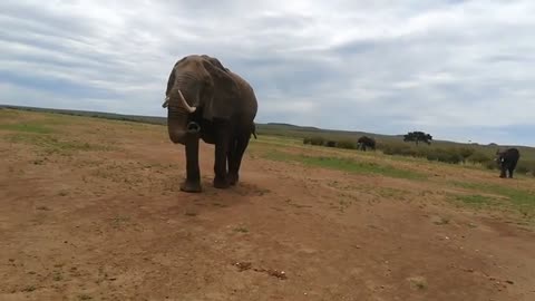 The big elephant