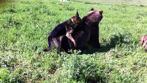 Bear and dog