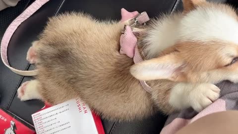 The little dog lying on his mother's leg has lovely feet