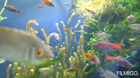 Wonderful Fish Aquarium Amazing Colourful Fish 🐠🐟🐠🐟