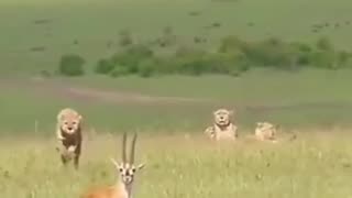 cheetah running after its prey 😱😱😱