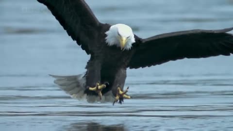 Bald headed eagle catches salmon