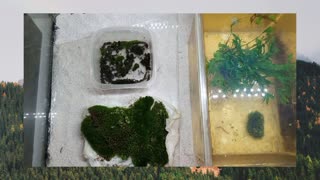 Growing Moss