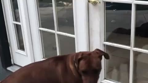 Dog opens door for herself and sister dog