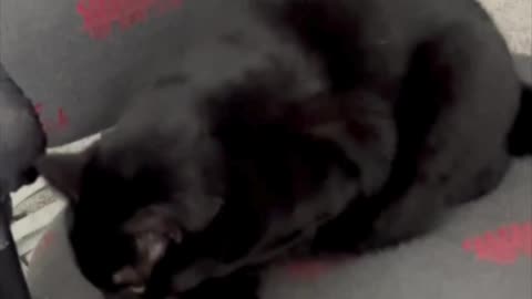 Adopting a Cat from a Shelter Vlog - Cute Precious Piper Shows How to Make a Modified Loaf #shorts