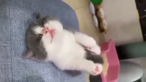 Cute kitten sleeping like baby