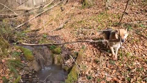 World's most dangerous dog जर्मन शेफर्ड #shotvideo //part - 1