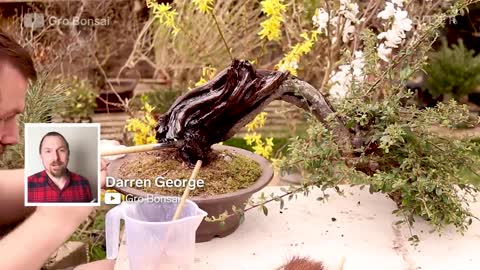 How An Overgrown Bonsai Tree Is Professionally Restored _ Refurbished _ Insider