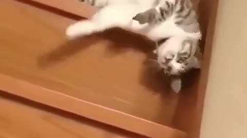 Lazy Cat