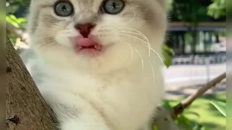 Miamia#cat #FomotionalFinds #catsoftikok #fyp #foryou #pet #cute #CapCut