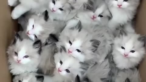 Cute Baby cat