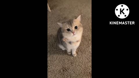 Beautiful cute cat