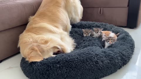 Golden Retriever Reacts to Tiny Kittens in his Bed