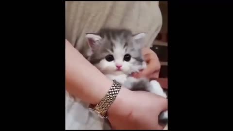 sweet cat viral video