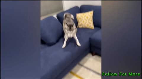 Cute Dog | German Shepherd | Funny trending Short viral video