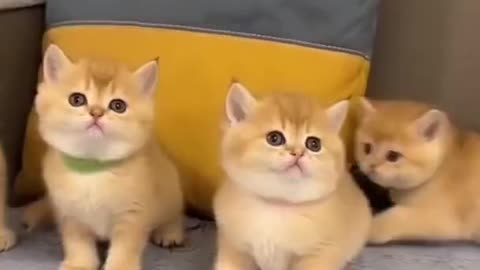 Cutest Cat Best Cute Cat Video 2022
