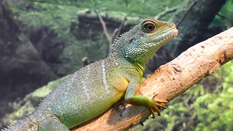 The Chinese water dragon