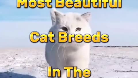 Top ten most beautiful cats of the world