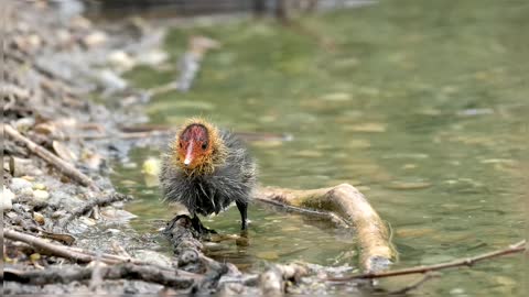 Little Domestic Bird Eating From River Side Little Bird