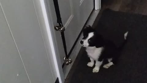 4 month old puppy gets good at ringing the bells