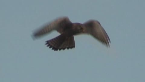 Tårnfalk, Falco tinnunculus.