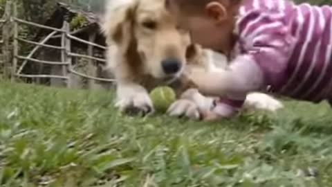Dog Golden Retriever baby and a Tennis ball
