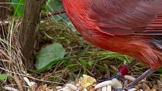 Red bird - northern cardinal