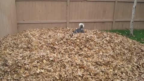 Funny siberian husky playing in leaves