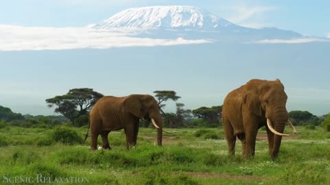 African Animals (Lions, Leopards, Hippos, Elephants)