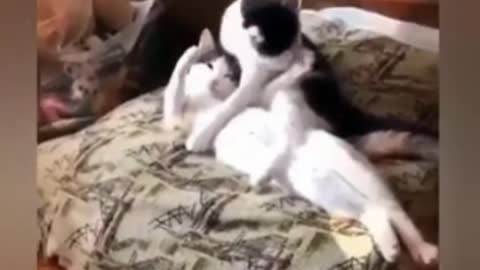 funny cats 5