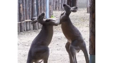 Let's see who is the boxing champion this year | Kangaroo funny fight