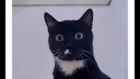Animal cat video
