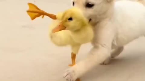 cute Dog Video