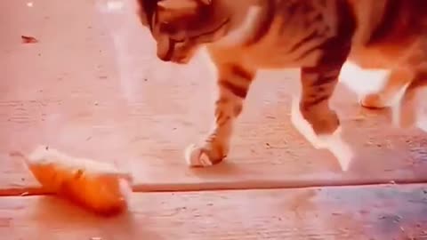 Cat and rat funny video