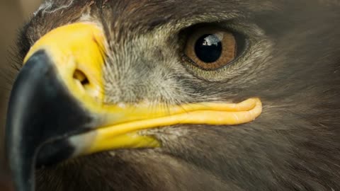 Native American Animals: Eagle (Wanblí)