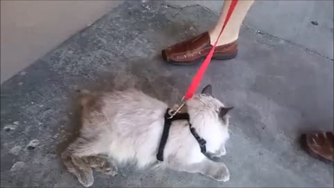Bill helps Roger the cat with physical therapy