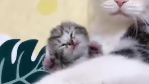 "How Motherly Love Blossoms: Adorable Kitten and Her Mom"