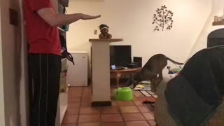 Puppy Jumps 4X Her Own Height Slow Motion