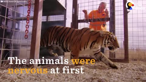 Animals Left To STARVE At Zoo Experience Love for the First Time | The Dodo