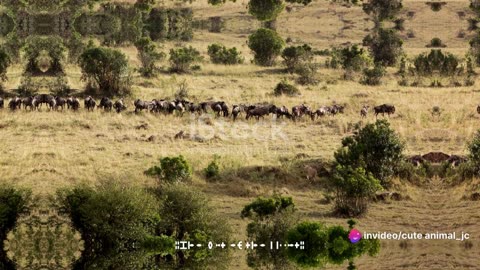 Lions of the Savannah: Pride Life and Hunting Strategies